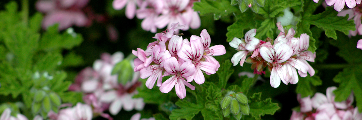 Scented Geranium